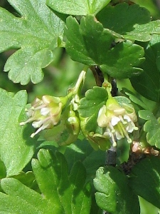 Ribes inerme